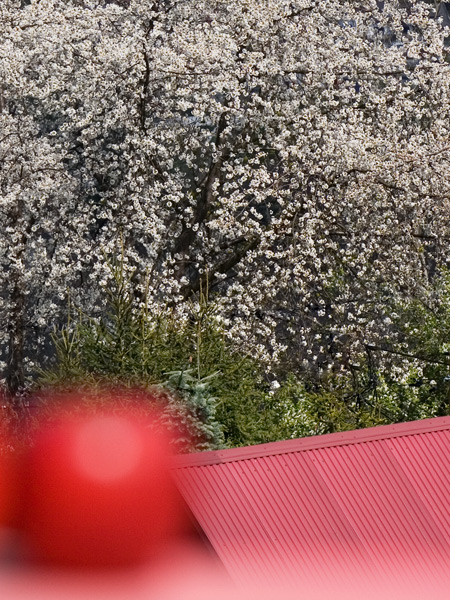 850 :: White blossom red stuff